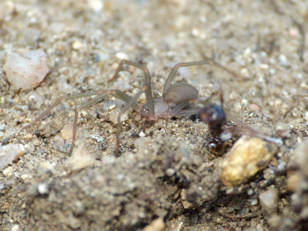 Identificazione ragno: probabile giovane  giovane Loxosceles rufescens